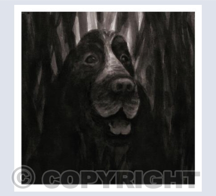 Dog in the long grass