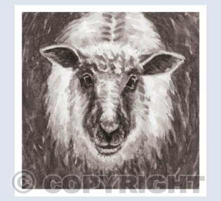 Sheep looking up - black and white