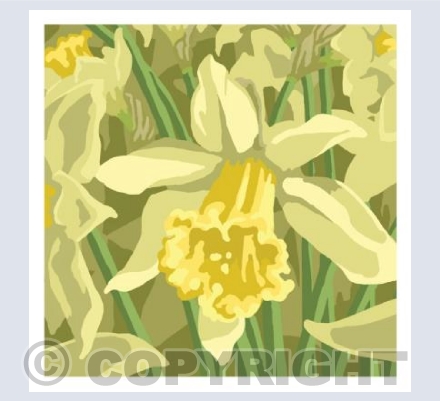 Daffodil No3