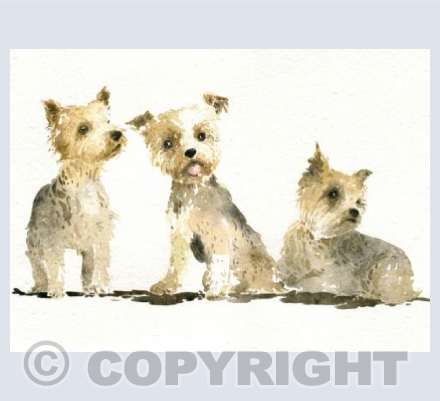 Yorkies