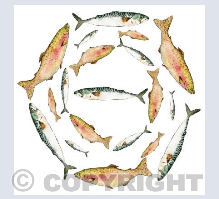 Mackerel