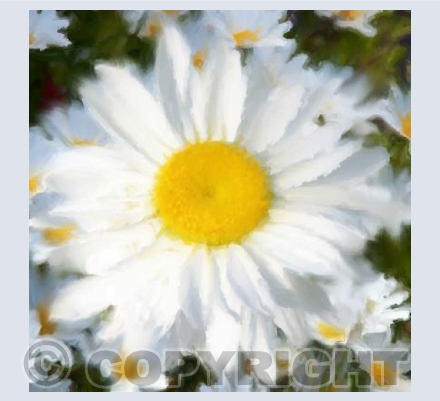 Daisy