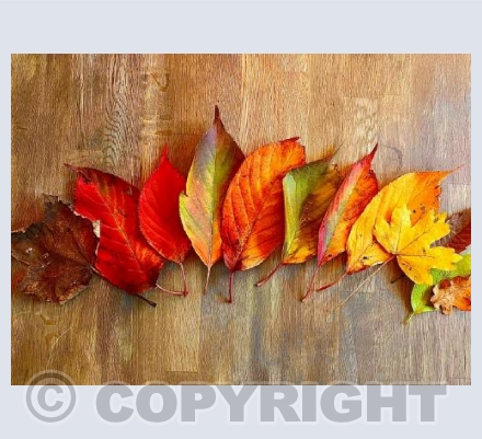 An array of autumn