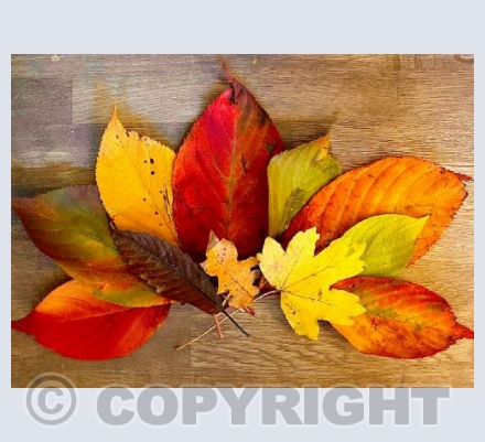 Autumn beauty