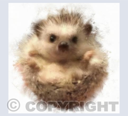 Hedgehog