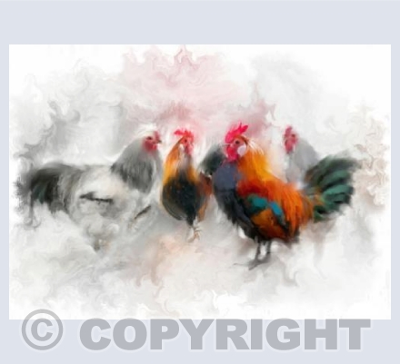 Roosters Parade