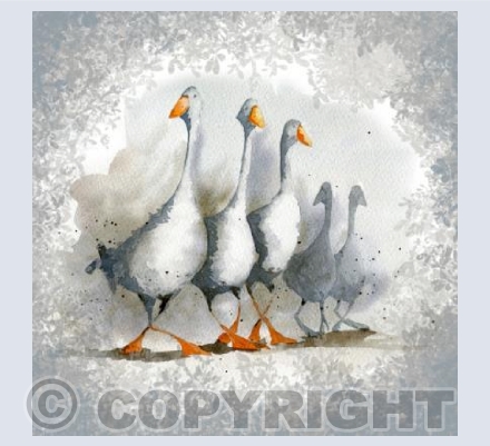 The goose gang