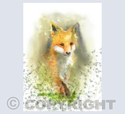 Fox cub