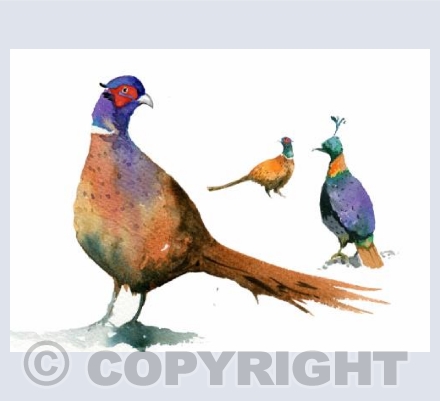Pheasants