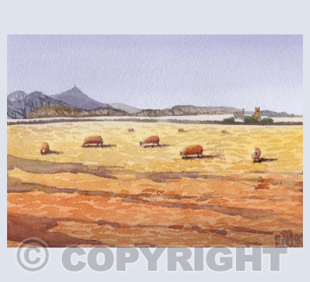 Sheep Grazing