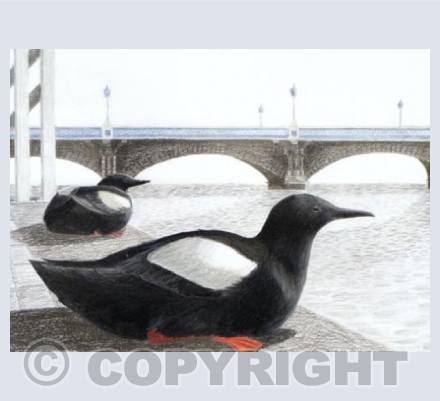 Black Guillemots