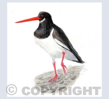 Off to catch oysters