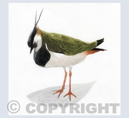 Thinking Lapwing Thoughts