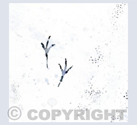 Snow Feet 3