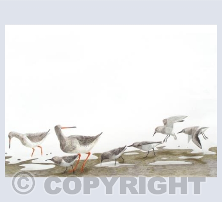 Redshank and Dunlin