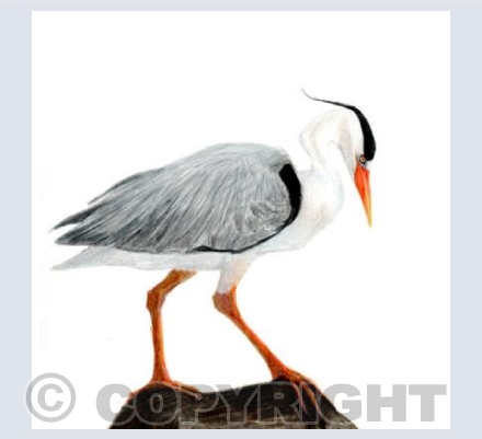 Heron