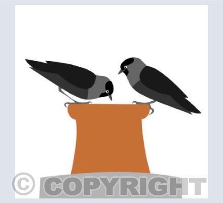 Jackdaw