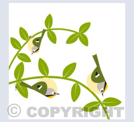 Goldcrest