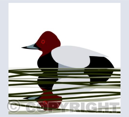 Pochard
