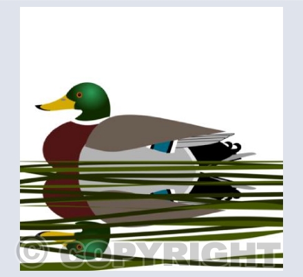 Mr Mallard