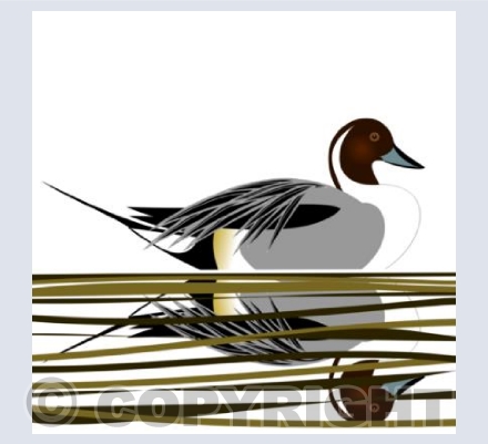 Pintail