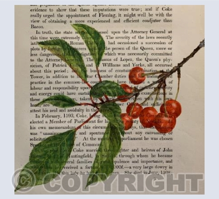 Cherries