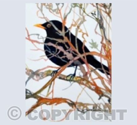 Blackbird