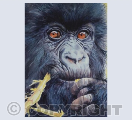 Young Gorilla