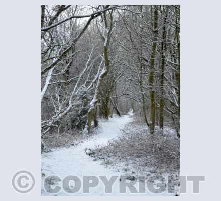 Along the snow covered path