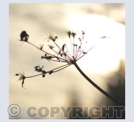 Cow Parsley Seedheads #1