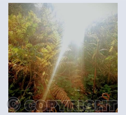 Ferns bathed in Autumn Sunlight