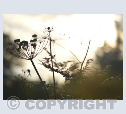 Cow Parsley Seedheads #3