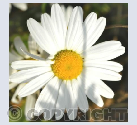 A woodland Daisy in Chopwell Woods