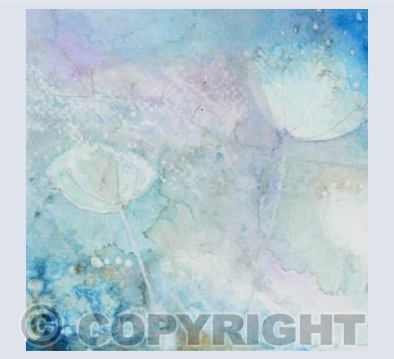 Cow Parsley Summer Haze