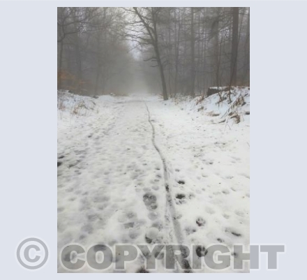Snow Tracks