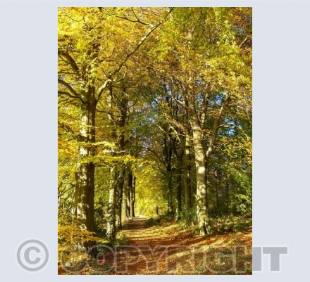 Chopwell Woods in Autumn