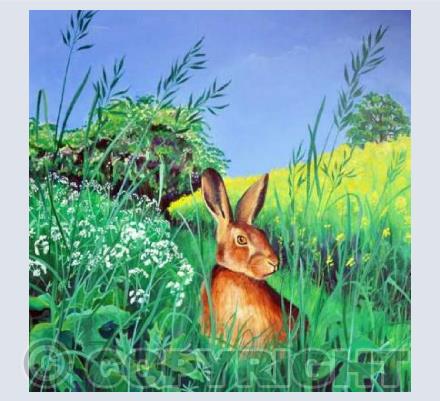 May Hare