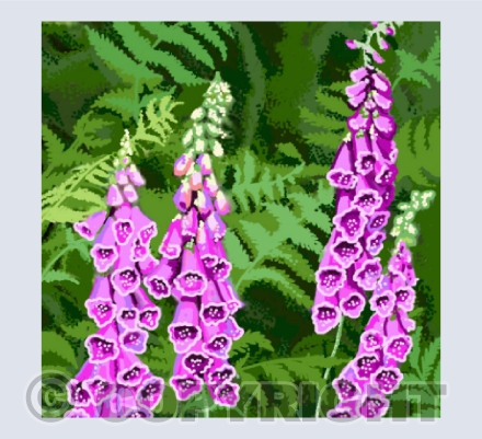 Foxgloves