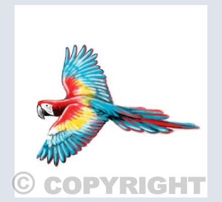 Macaw