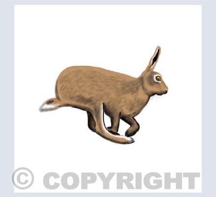 Hare