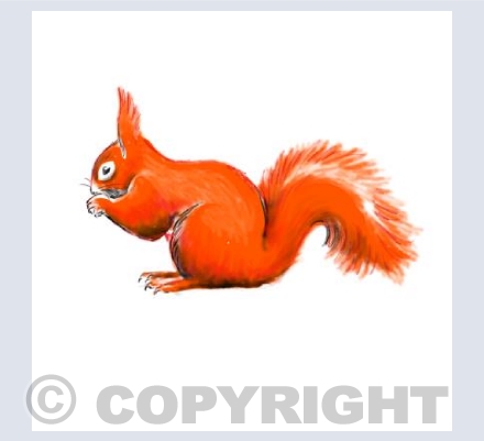 Red Squirrel