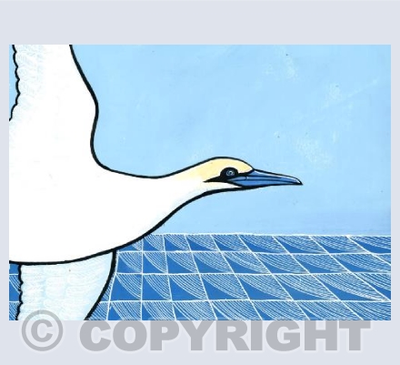 Gannet