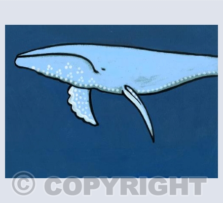 Blue Whale