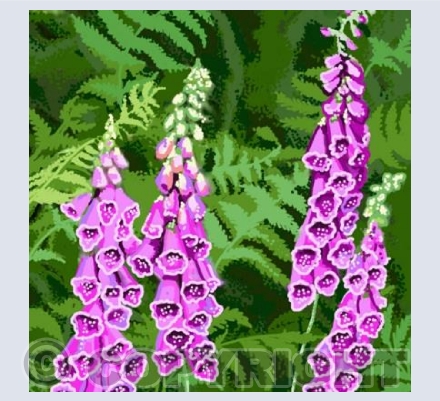 Foxgloves