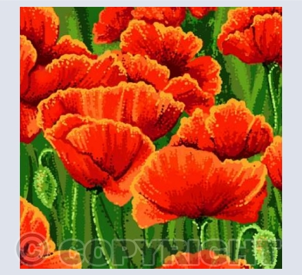 Poppies