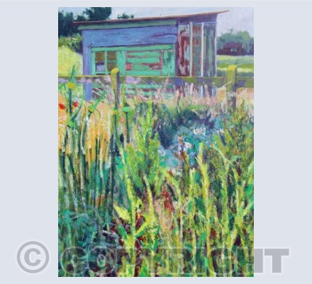 Allotment Shed