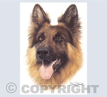 German Shepherd