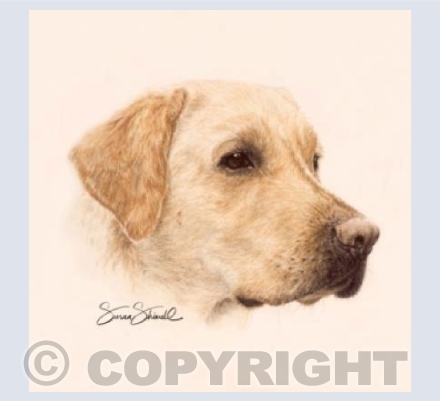 Labrador Retriever