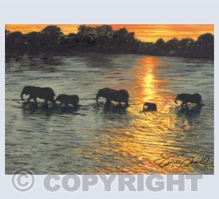 Crossing the River ~ African Elephants