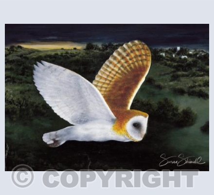 Barn Owl in Moonlight